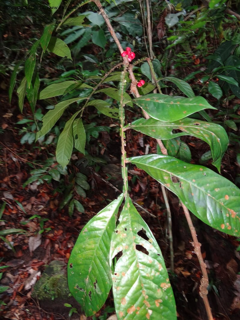 Lepisanthes ramiflora, Buerki 324--Malaysia, Sarawak. Bako Nat. Park. Lintang Trail. 30 Mar 2012.  NDSC06186 (155).JPG