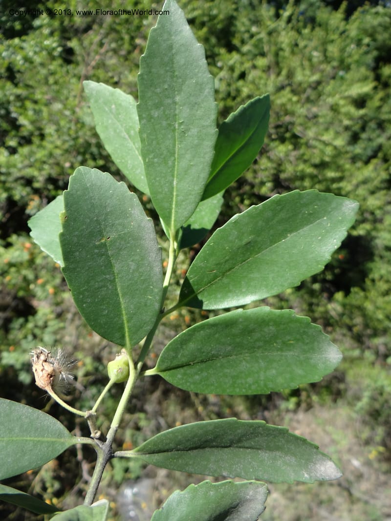 Laurelia sempervirens, WDS 34103--Chile. Rd to El Abanico. Pte. Polcura odom 16.6. 17 Feb 2013. DSC01401 (137).JPG