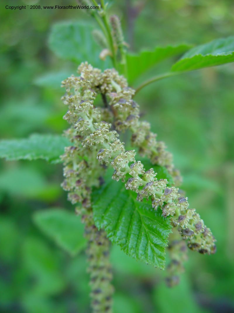 Alnus sinuata--ID. Valley Co. Payette Lake. 12 Jun 03. 028.jpg