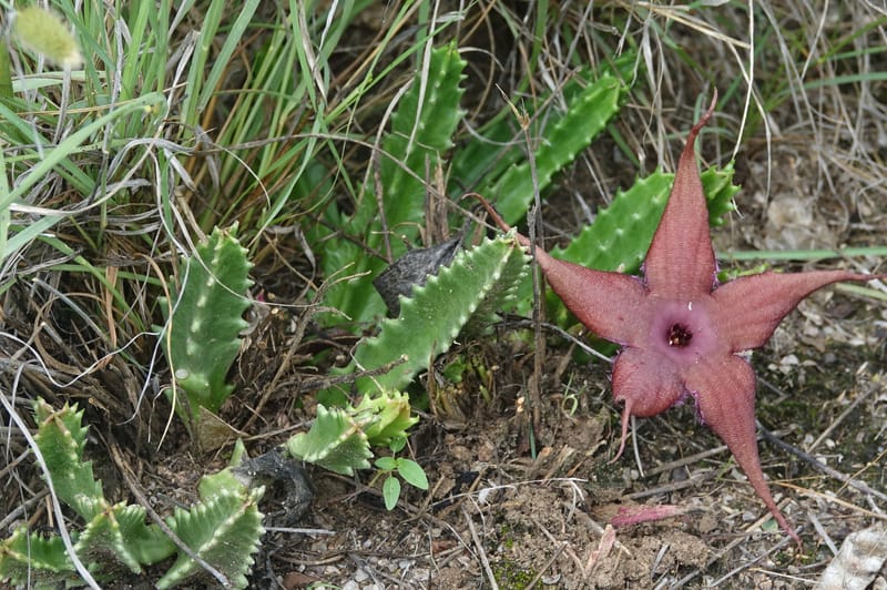 Stapelia schinzii, not. coll.--Namibia. Hwy D2859. Odom 418. 30 March 2018. DSC04324 (230).JPG