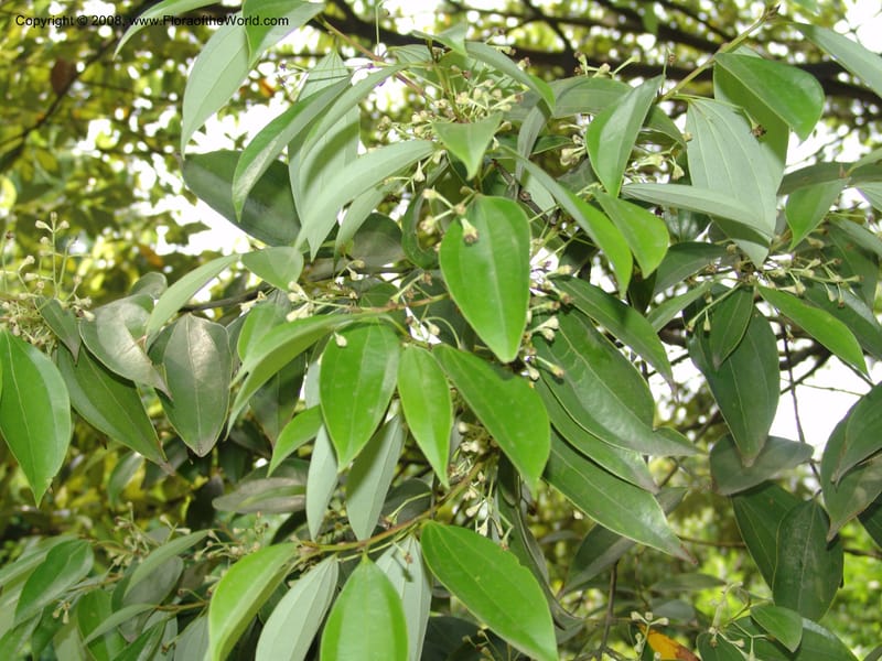 Cinnamomum pauciflorum, 040921101--China. Hubei. Wuhan Botanical Garden. 24 Apr 07. 403.jpg