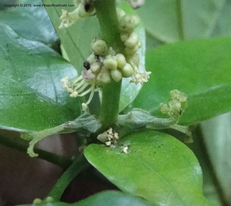 Cleidion, Regalado 1838--Viet Nam. Bach Maa. 9 May 2011. 058 (12).jpg