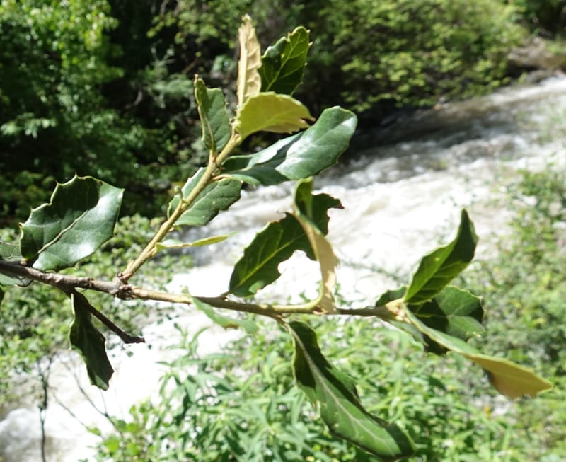 Quercus, C. Davidson 13762--China. Sichuan. Yibailingba-gou. 12 Aug 2017. DSC04660 (301).JPG