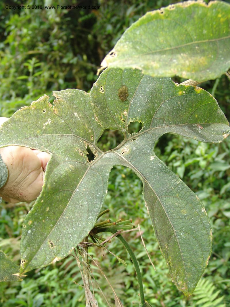 Gurania, Croat 95925--Ecuador. Edo. Pichincha. Bosque Nublado Sta. Lucia. 14 Mar 06. 395 (1).jpg