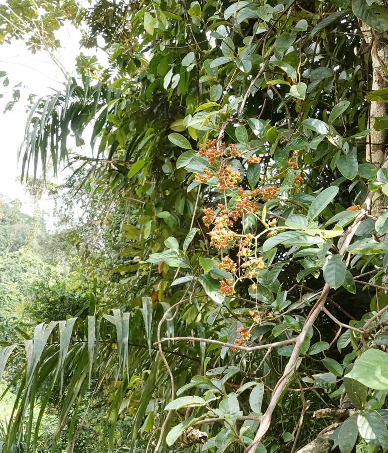 Tetracera, C. Davidson 13910--Gabon. M de C. Road past the cabins. 29 Oct 2018DSC09794 (31).JPG