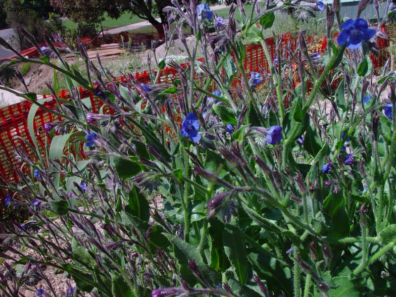 Borago officinalis--Italy. Umbria. Hillside in Todi. 16 May 02.  011.jpg