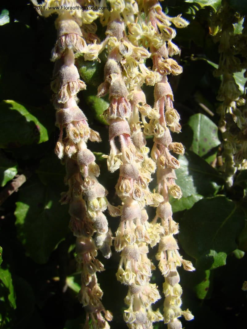 Garrya elliptica, C. Davidson 11826--CA. Moonstone Beach. 26 Jan 2011. 012 (7).jpg