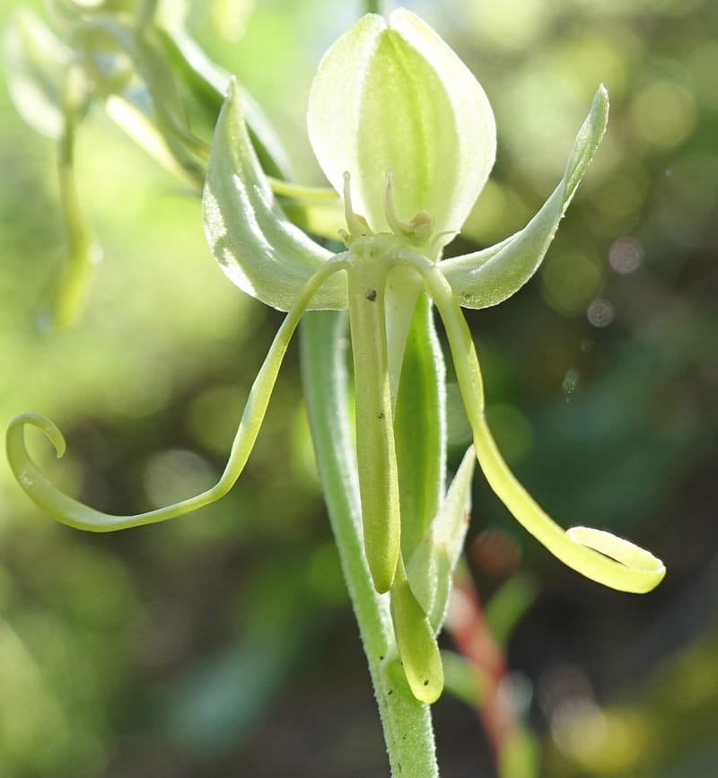 Habenaria, not collected--China. Sichuan. Yibailingba-gou. 12 Aug 2017. DSC04660 (360).JPG