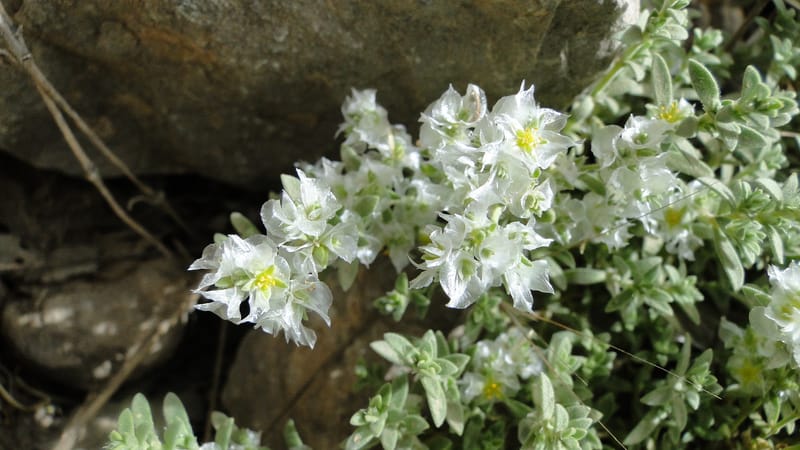 Paronychia kurdica, A. G. Miller 120.6--Iraq. Kurdistan. Shakh-i Pira Magun. 9 June 2010. 265 (22).jpg