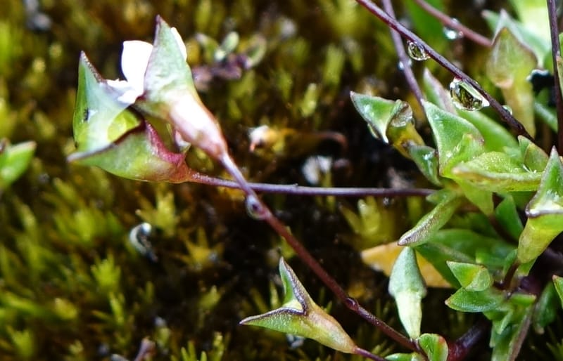 Phyllangium paradoxum, Davidson, V 13496--Australia. W. A. Two People's Bay Nat. Res. 29 Oct 2016. DSC06475 (105).JPG