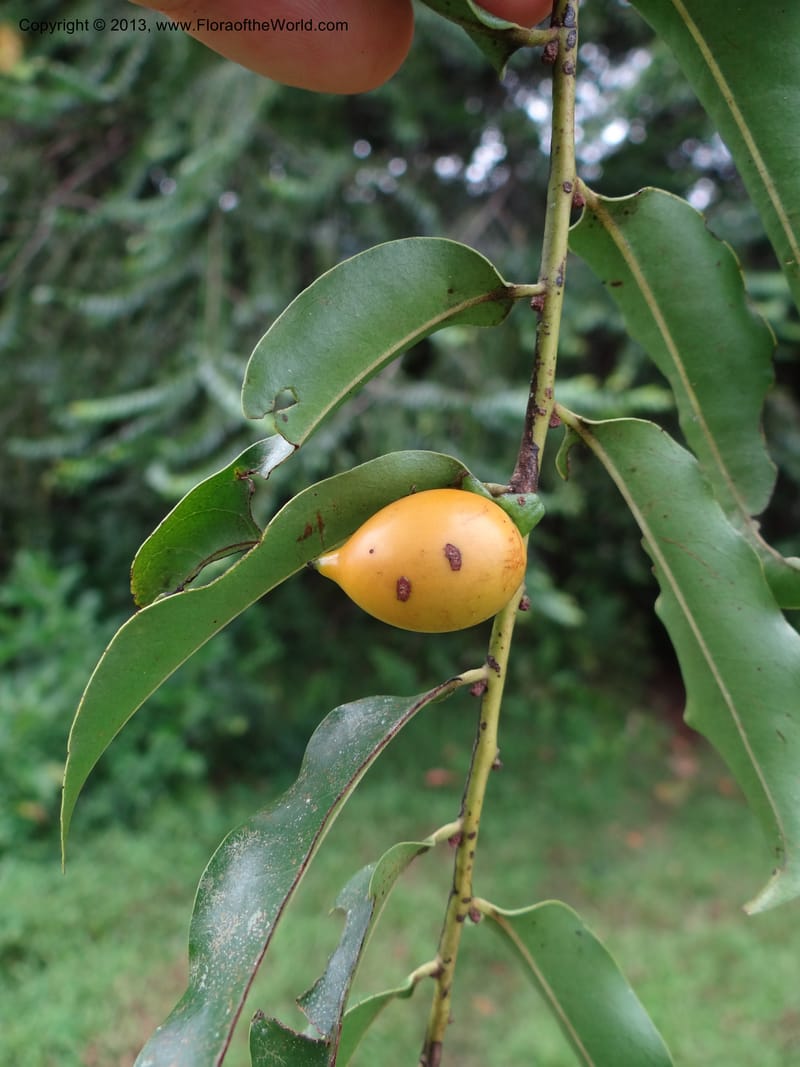 Diospyros, S.98882--Malaysia, Sarawak. Kubah Nat. Park. 28 Mar 2012. DSC05973 (48).JPG