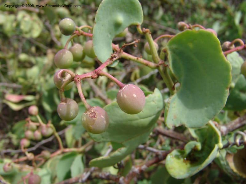 Cissus rotundifolia--Tanzania. Hwy B1 between Mwanga and Kisangara. 30 Jun 04. 082.jpg