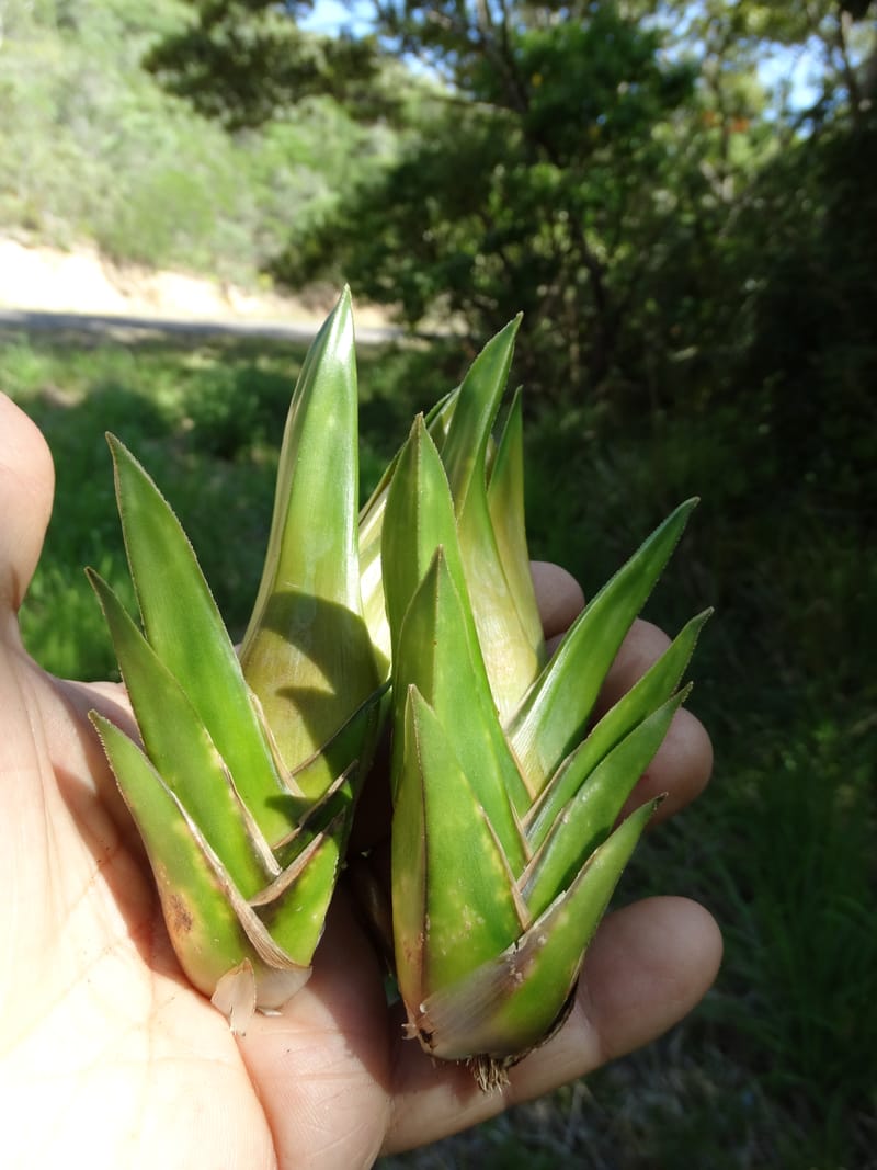 Freycinetia hydra, Callmander, M 1249--New Caledonia. Toward Col d'Arama. 16 Nov 2015. DSC02870 (67).JPG