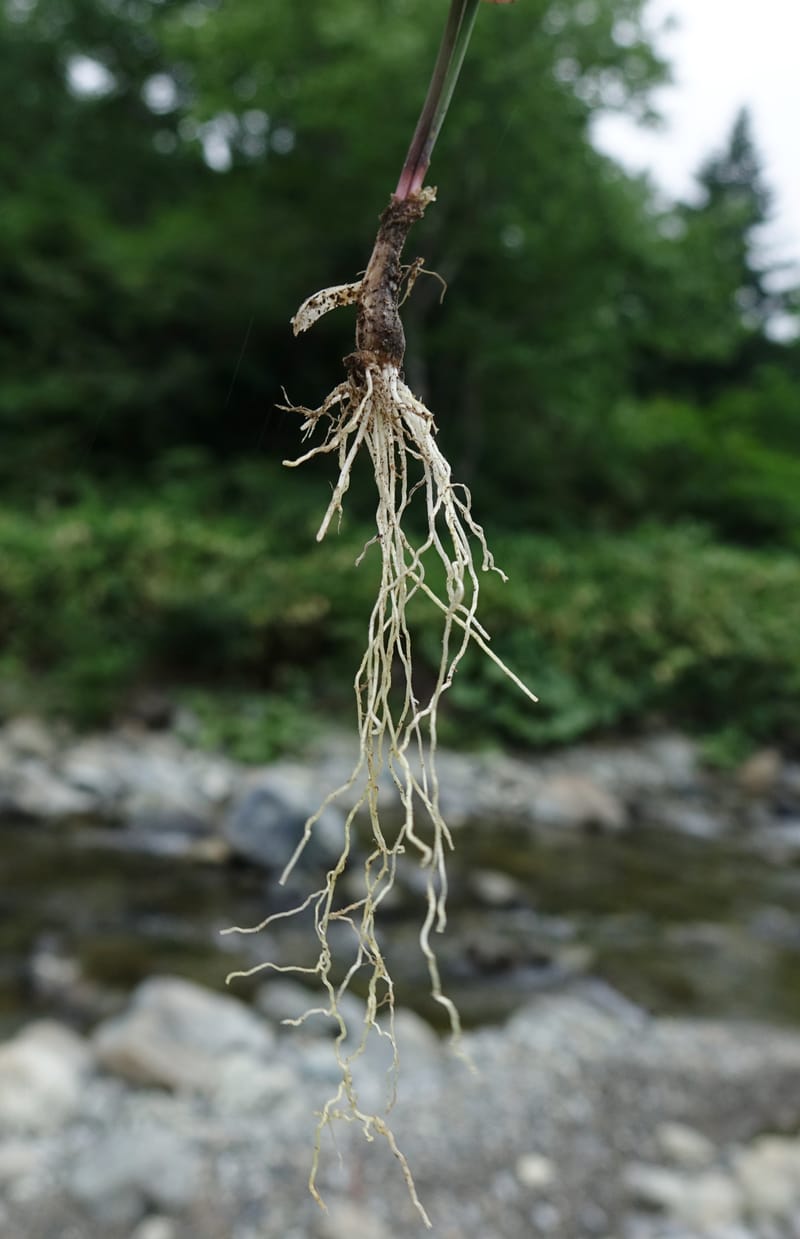 Allium schoenoprasum--Japan. Hokkaido. Teshio Exptl. For. 3 Aug 2016. DSC00757 (72).JPG