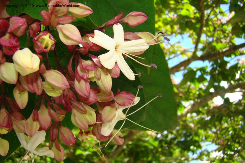 Clerodendrum trichotomum v. fargesii--New Zealand. N. Island. Hamillton Garden. 15 Jan 2010. 322 (6).jpg