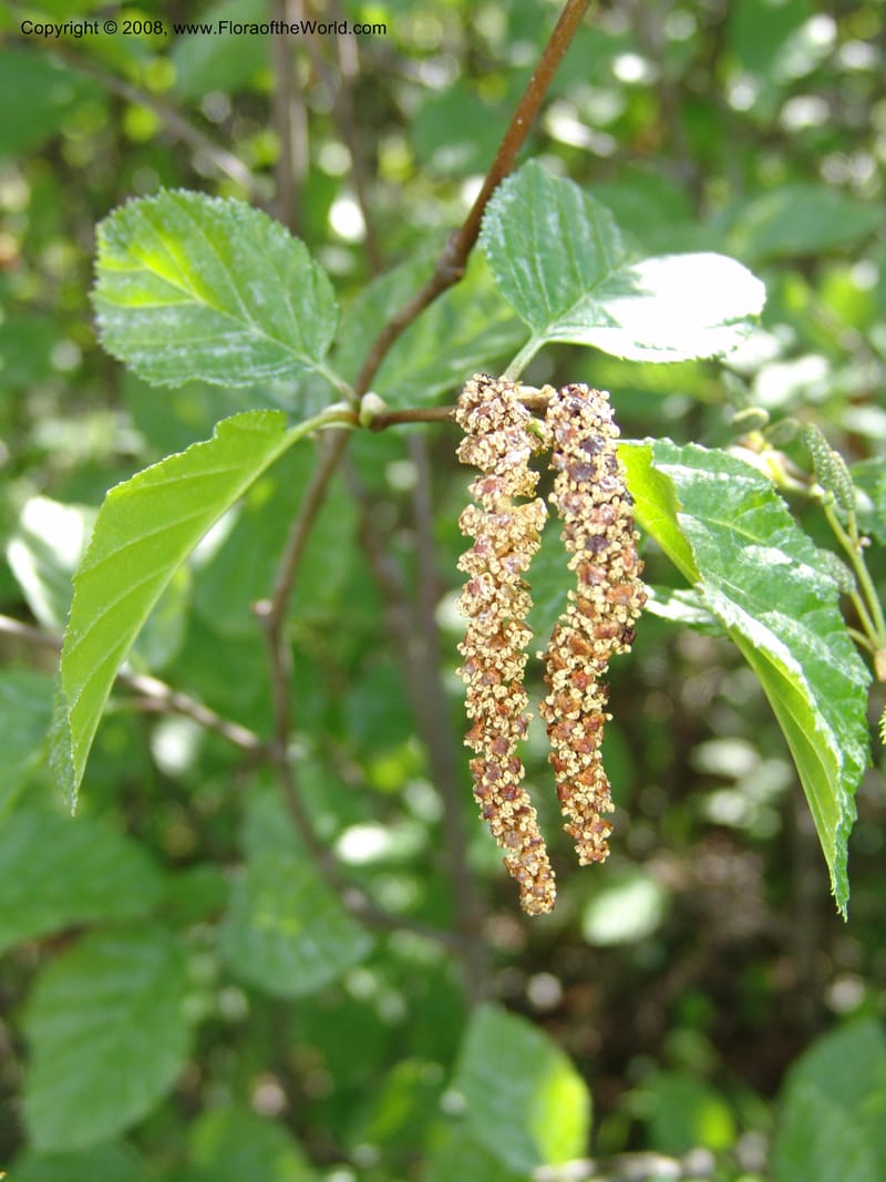 Alnus sinuata, CDavidson11075--ID. Valley Co. Crestline Trail Rd., N of Payette Lake. 15 Jun 07 073.jpg