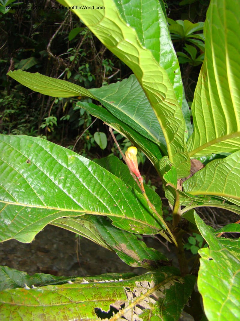 Ocotea valerioides, B. Hammel 24650--Costa Rica. Prov. Limon. Selva Bananito Lodge. 12 Apr 08. 309.jpg