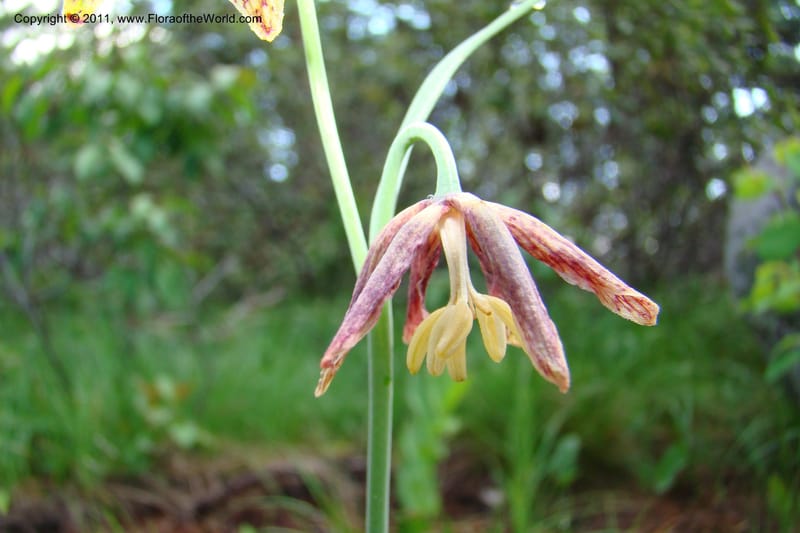 Fritillaria atropurpurea, C. Davidson 11437--Idaho. Valley Co. Payette Lake. Sylvan Beach. 7 June 2009. 029.jpg