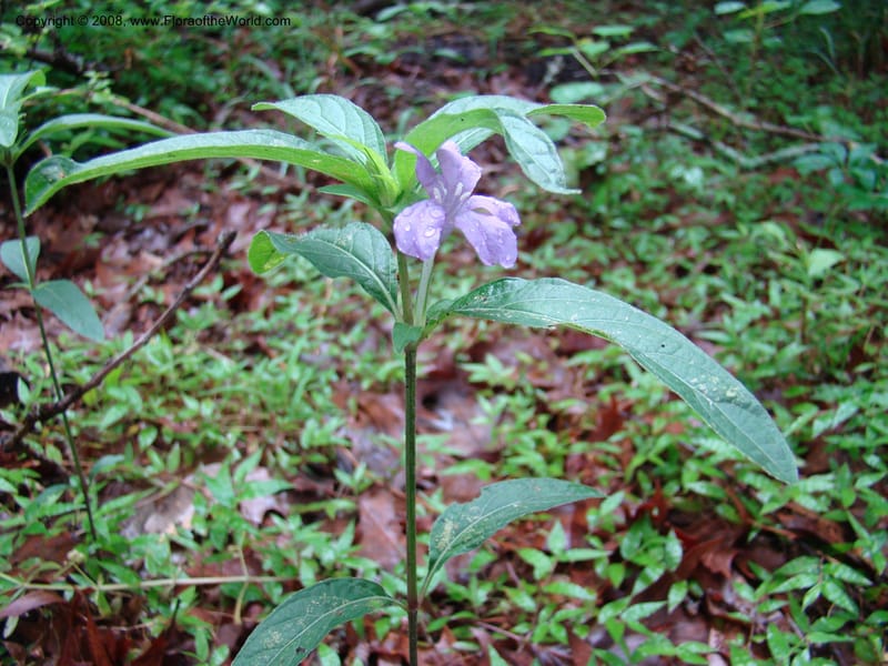 Ruellia caroliniensis--TX. Harris Co. Armand Bayou Nat. Ctr. 26 Apr 08. 050.jpg