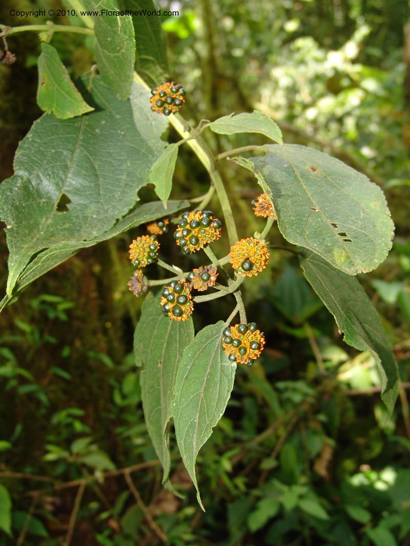 Tilesia baccata, Croat 95818--Ecuador. Maquipucuna Biol. Res. Send. Princip. 12 Mar 06. 259 (2).jpg