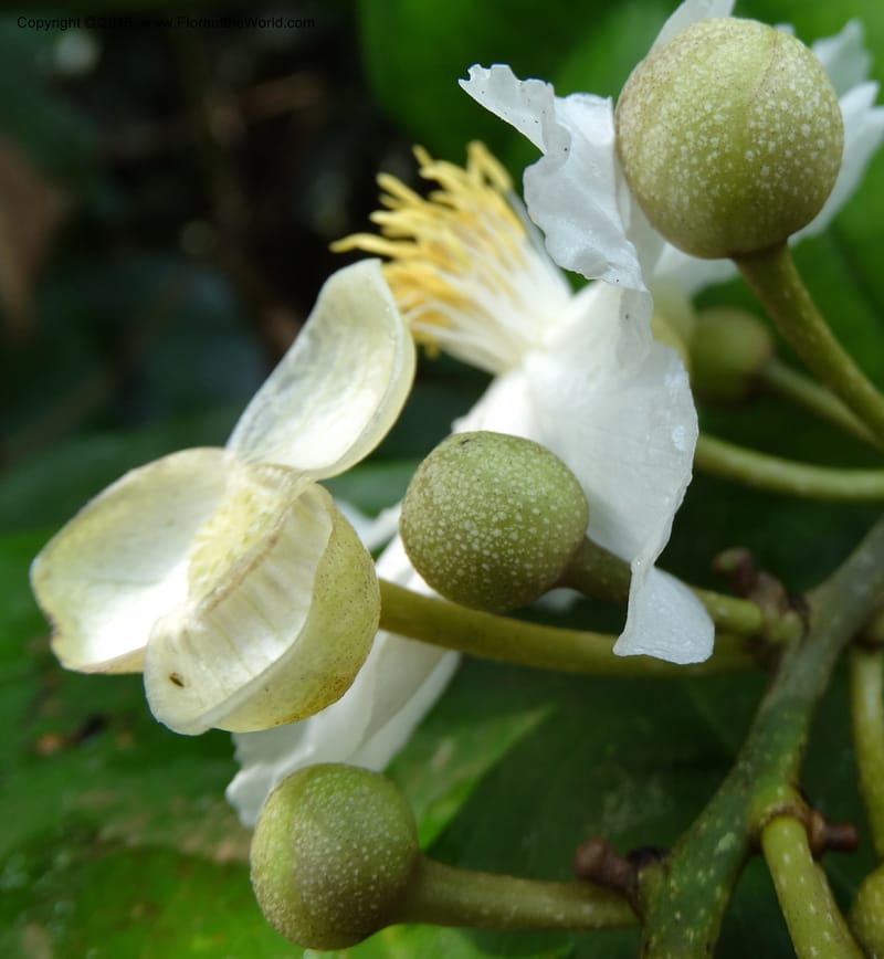 Oncoba, Davidson, C 12336B--Cameroon. Mokoko For. Res. 20 Mar 2014. DSC02622 (23).JPG
