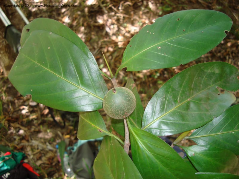 Atractocarpus, Munzinger, J 4756--New Caledonia, Prov N, Les Trois Creeks,  13 Nov 2007, (10).jpg