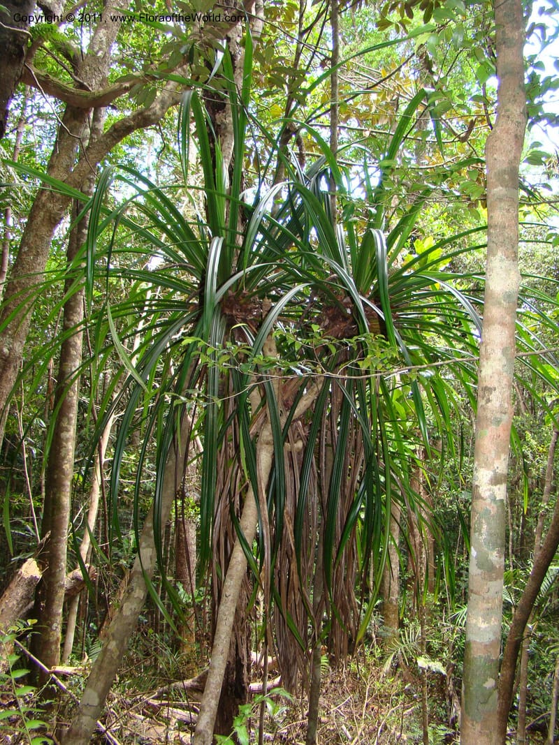 Pandanus balansae, M. Callmander 828--New Caledonia. Mont Dzumac road. 23 Jan 2010. 001 (584).jpg
