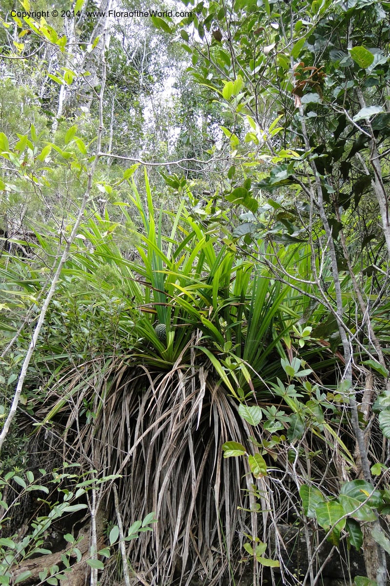 Pandanus decumbens, M. Callmander 978--New Caledonia. Mine St. Louis Boulinda. 18 Feb 2011. 052 (18).jpg