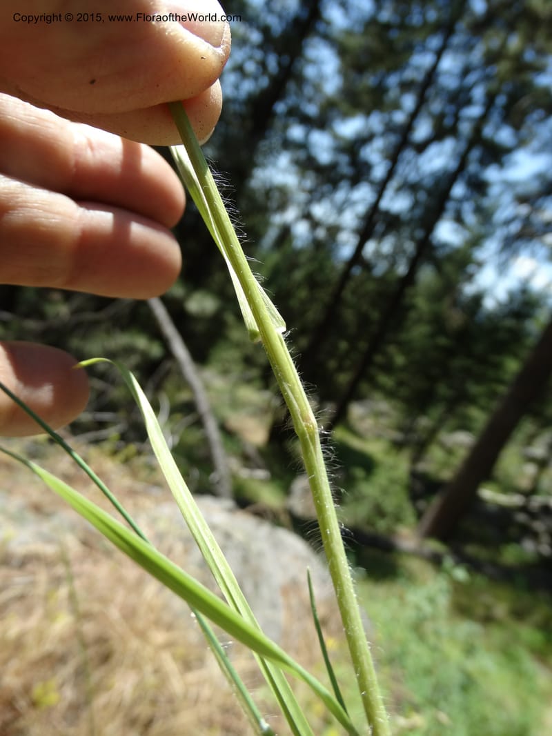 Bromus anomalus, Davidson, C 12563--Idaho. Valley Co. Payette Lake. Sylvan Beach. 12 Jul 2014. DSC09429 (155).JPG