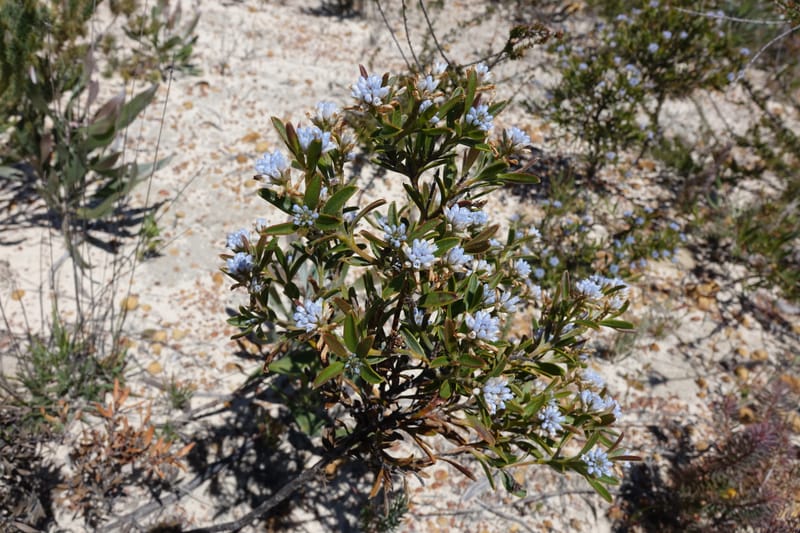 Conospermum nervosum, Davidson, C 13429--Australia. W.A. Green Head-Coorow Rd. Stop 2. 24 Oct 2016. DSC04873 (149).JPG