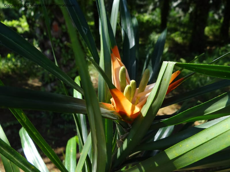 Freycinetia robinsonii var. meijeri, Callmander 1031--Malaysia. Sabah. Tahan Niaga Plantation. 8 Apr 2012. DSC07609 (54).JPG