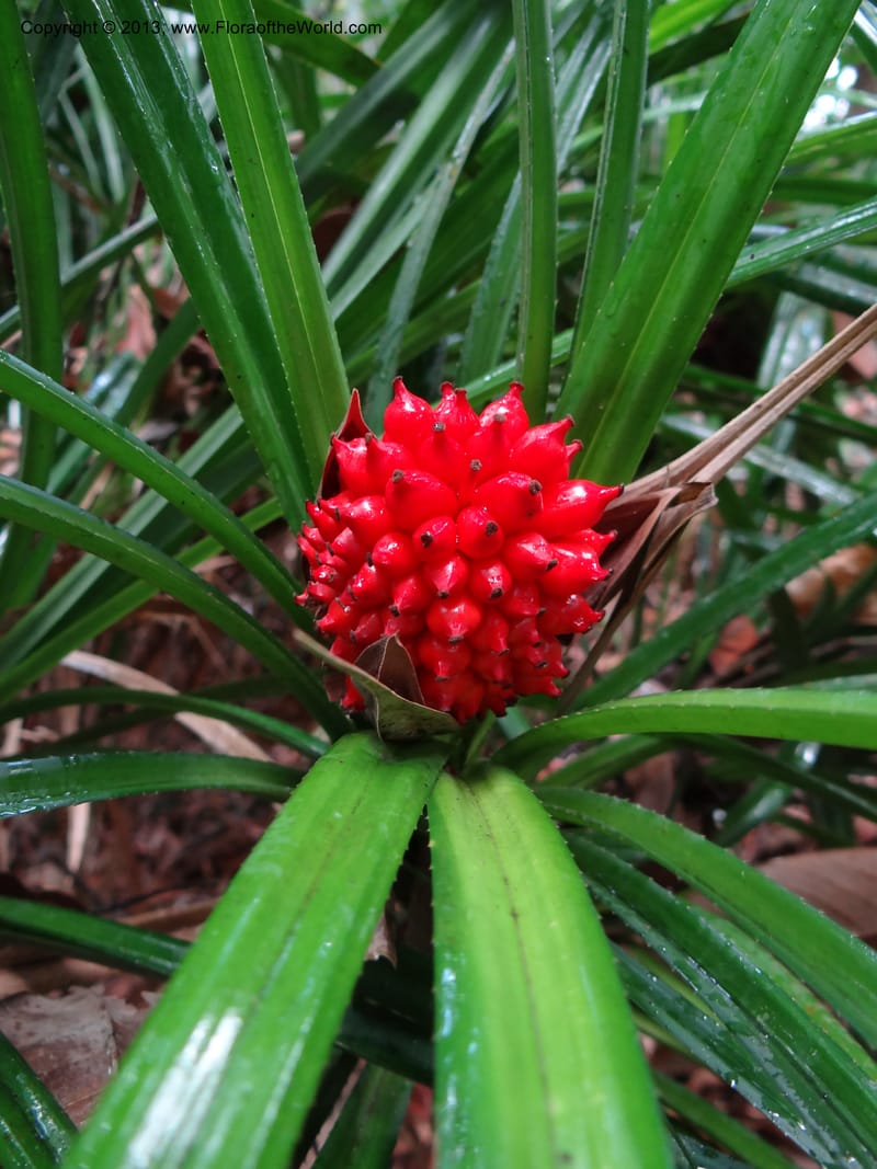 Pandanus platystigma, Callmander 1001--Sarawak.. Bot. Res. Center, Semengoh. 26 Mar 2012. DSC05403 (12).JPG