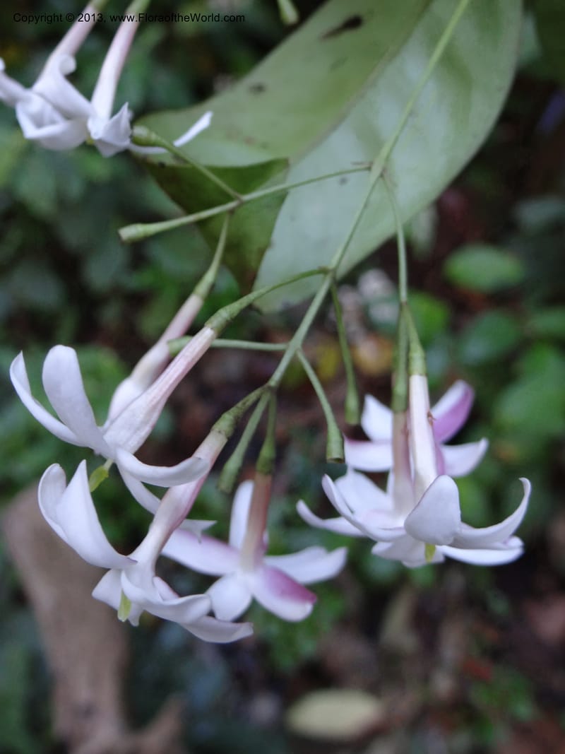 Jasminum, VC 5507--Thailand. Chiang Mai Prov. Doi Inthanon Nat. Park. 9 Nov 2012. DSC08004 (9).JPG