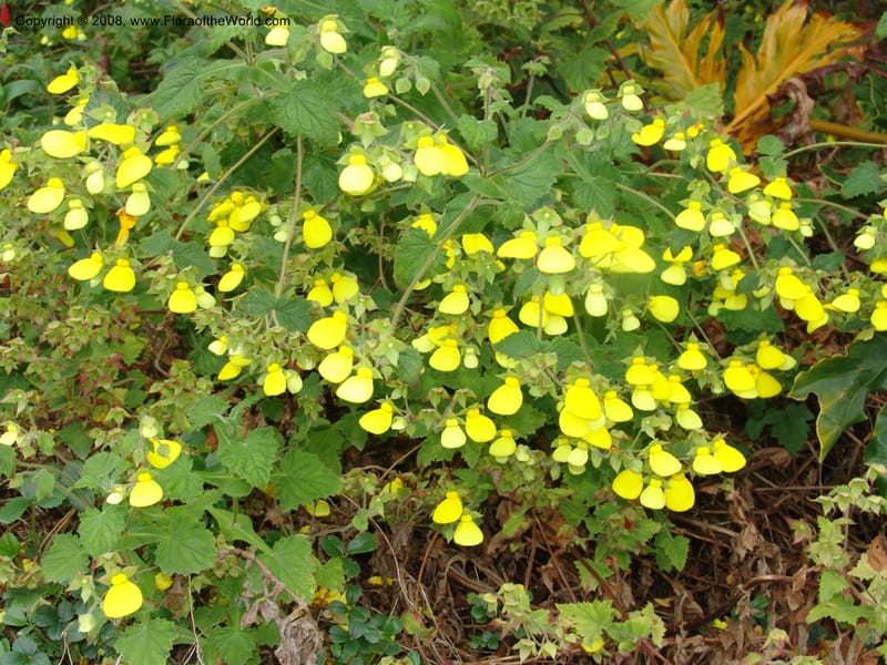 Calceolaria tomentosa, 36.1783--CA. UC Berkeley Bot. Garden.  30 Jun 06. 094.jpg