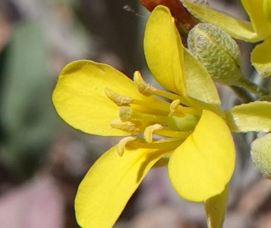 Lesquerella gordonii, C. Davidson 13997--AZ. Cochise Co. Geronimo Trail Rd. 10 Apr 2019. DSC07357 (79).JPG