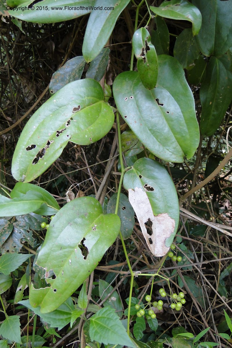 Smilax, Regalado 1926--Viet Nam. Da Ha to Tan Not R. Sta. 14 May 2011. 221 (6).jpg