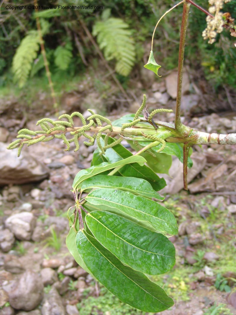 Schefflera, RVasquez31491--Peru. Prov. Oxa. Parq. Nac. Yanachaga Chemillen. 12 Oct 06. 709.jpg