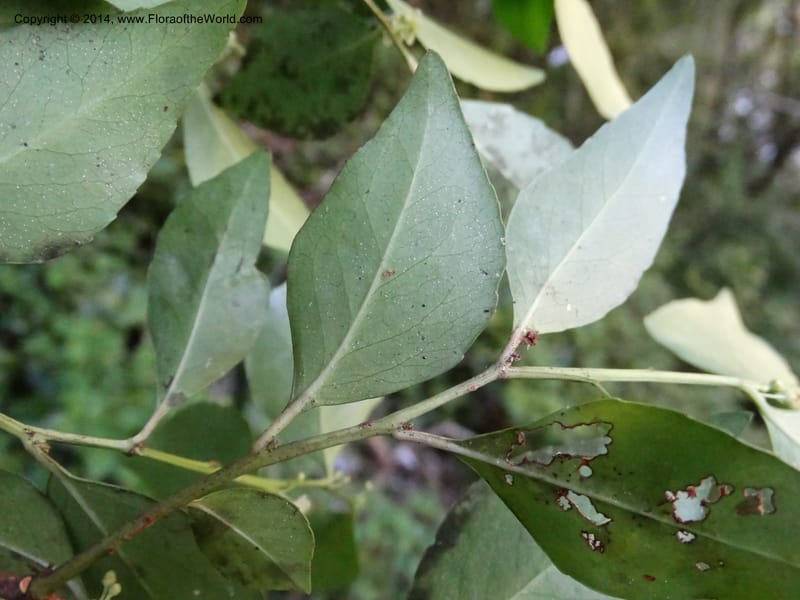 Maytenus acuminata, Davidson, C 12280--South Africa. Western Cape. Karatara River. 21 Jan 2014. DSC00950 (34).JPG