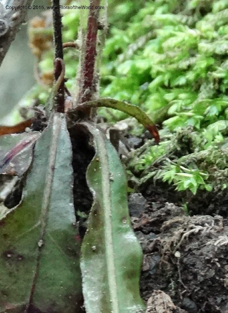 Ainsliaea, Boufford, D 43726--China. Sichuan. YangLiuPing to LongDianZi. 14 May 2014. DSC06764 (7).JPG