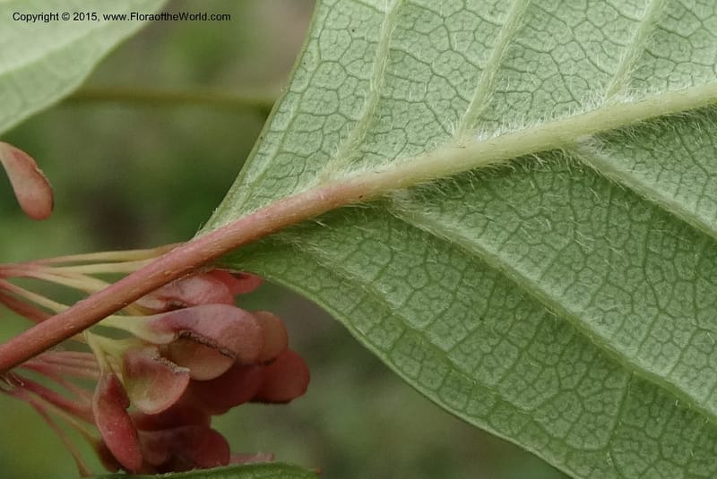 Euptelea pleiosperma, Boufford, D 43587--China. Sichuan. Tudiling Tunnel. 6 May 2014. DSC03860 (146).JPG