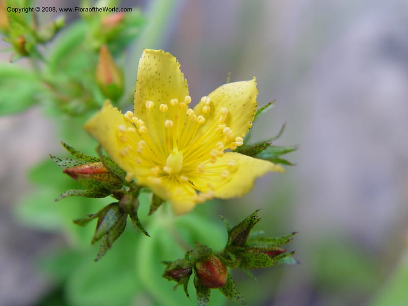 Hypericum aethiopicum--So. Africa. Drakensberg Mts. Giant's Castle. 4 Oct 03. 051.jpg