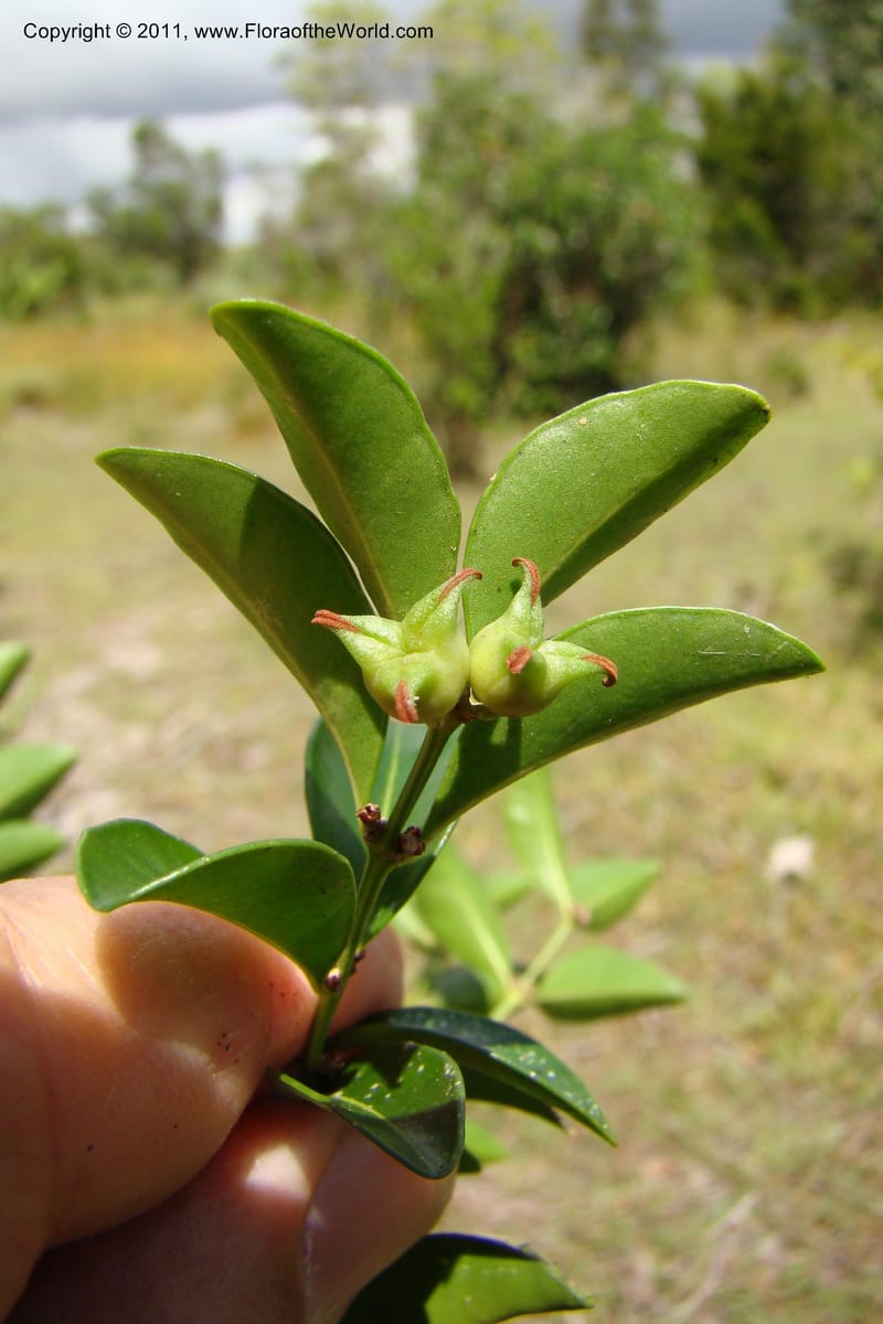 Buxus madagascarica, Razafindraibe 200--Madagascar. Prov. Fianarantsoa. RN 12. 14 Jan 09. 104 (14).jpg