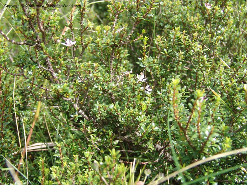 Agathosma ovata--So.Africa. E. Cape. Waringham Farm, Quanti Area, Stut. 8 Mch 05. 228.jpg