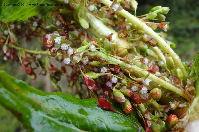 Rumex tolimensis, Ulloa 1994--Ecuador. Napo. Papallacta to Baeza. 1 Jun 2011. 376 (4).jpg