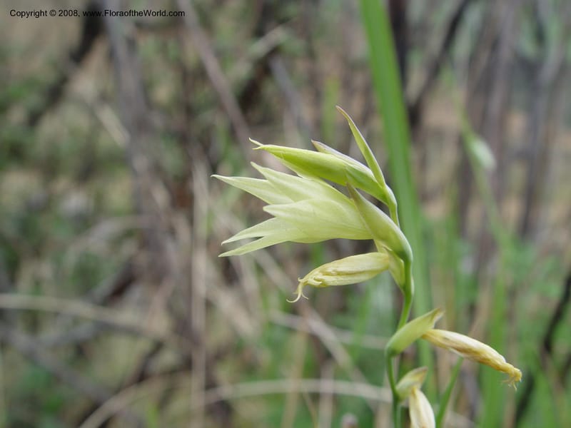 Gladiolus longicollis--So. Africa. Drakensberg Mts. Giant's Castle. 4 Oct 03. 037.jpg