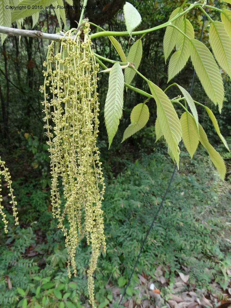Quercus, Boufford, D 43691--China. Sichuan. LongDongZhen on Rd. to LeiYuan Shan. 13 May 2014. DSC05860 (140).JPG
