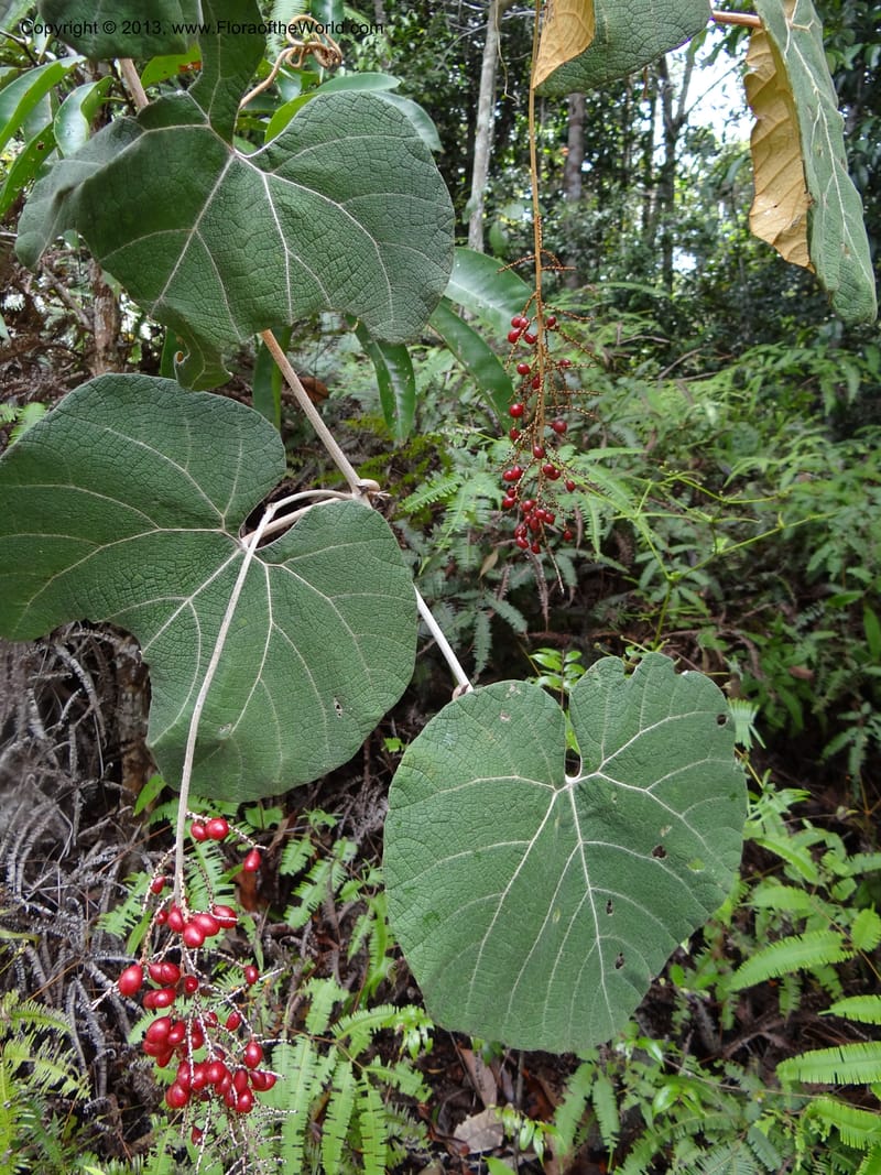 Ampelocissus, SAN.153249--Malaysia, Sabah. Tawai For. Res. 9 Apr 2012. DSC07890 (150).JPG