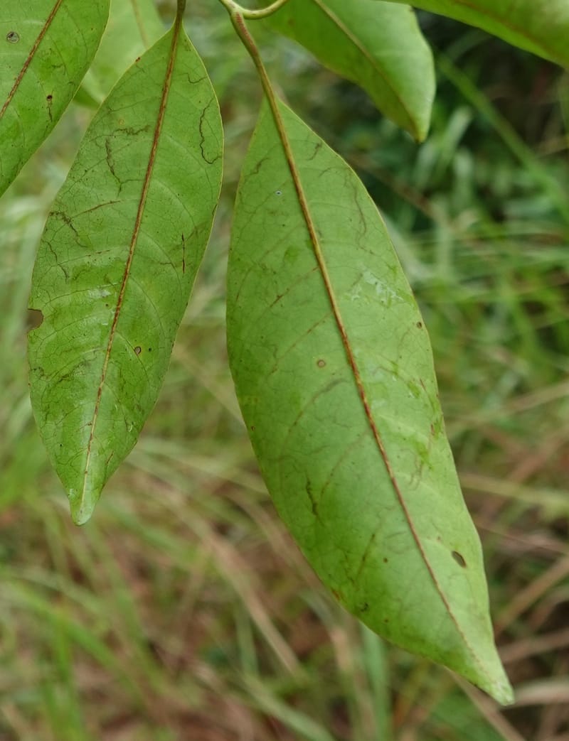 Trichilia, C. Davidson 14056--Gabon. Maboumine. 23 Oct 2019. DSC01631 (163).JPG
