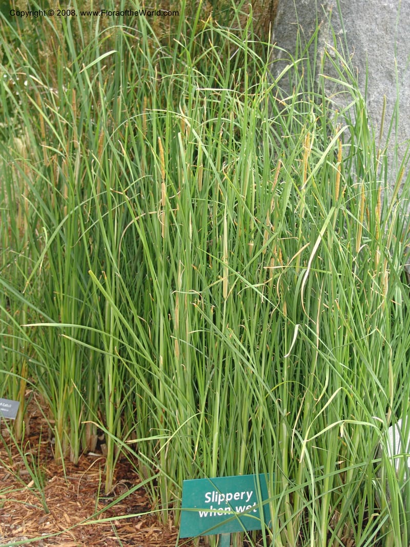 Typha minima--CA. McConnell Arboretum, Redding. 4 Jun 07. 124.jpg