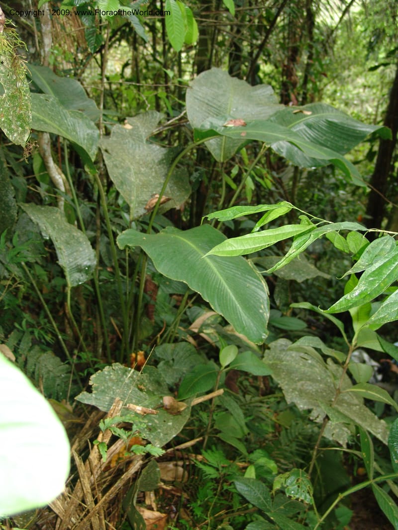 Calathea, Croat94421--Ecuador. Prov. Pichincha. Res. Guaycuyacu. 10 Feb 05. 226.jpg